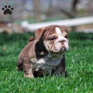 Marina Mocha, English Bulldog Puppy